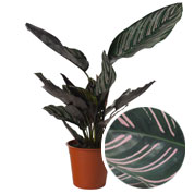 Calathea, pink foliage